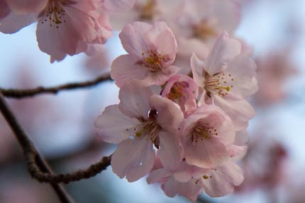 4月17日撮影の高遠小彼岸桜
